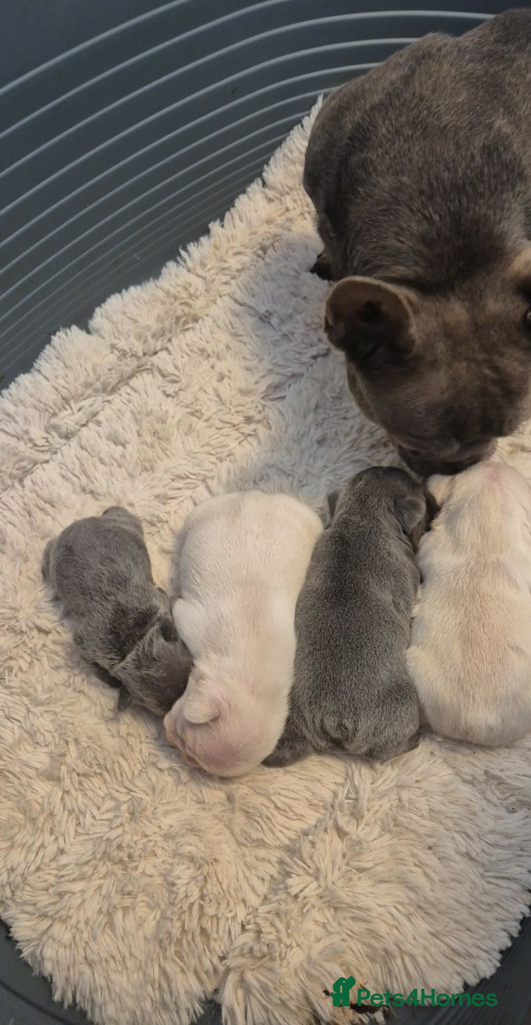 French Bulldog dogs for sale: French Bulldog Puppies  - Advert 2