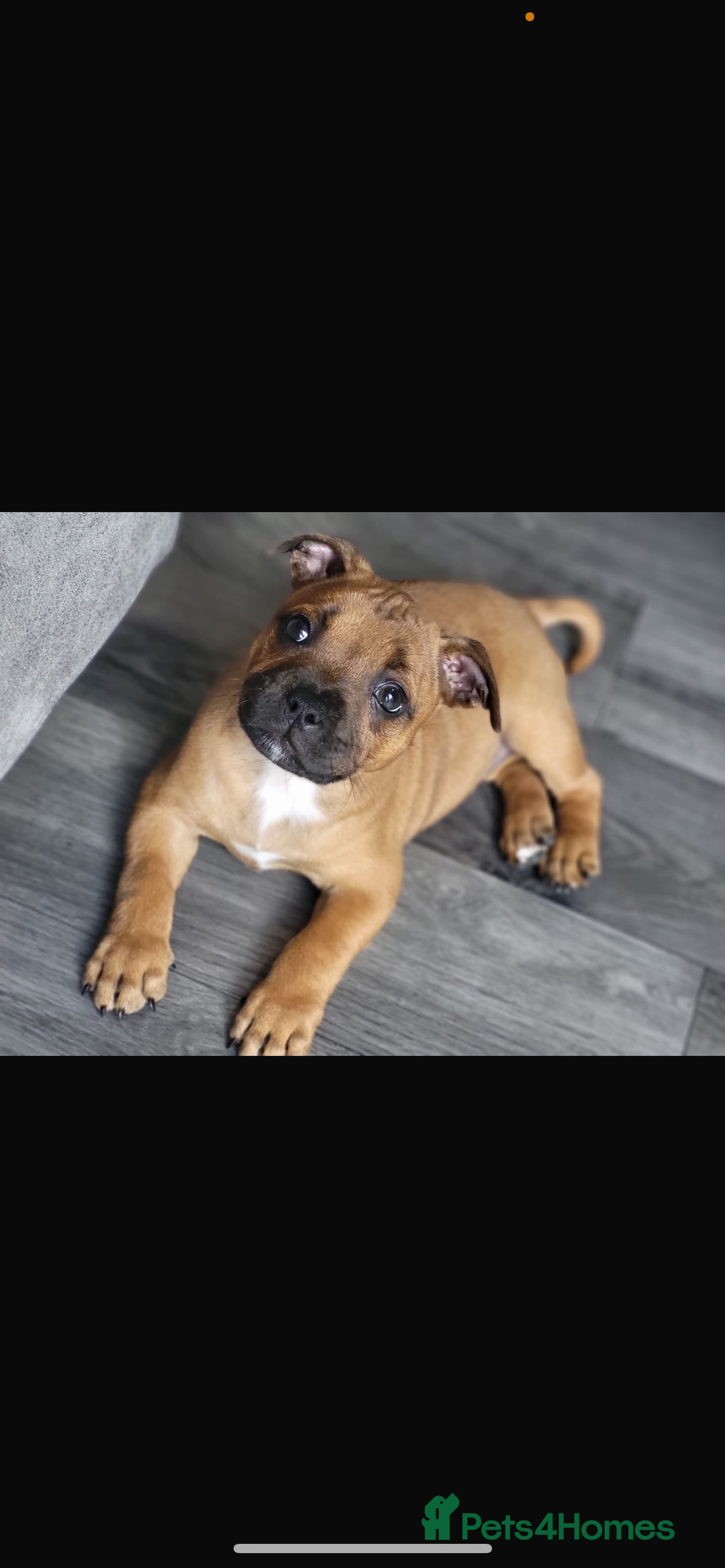 Staffordshire Bull Terrier dogs for sale: Outstanding boys ✨ - Advert 11