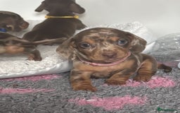 Miniature Dachshund dogs for sale: BEAUTIFUL MINIATURE DACHSHUNDS PUPPIES - Image 9