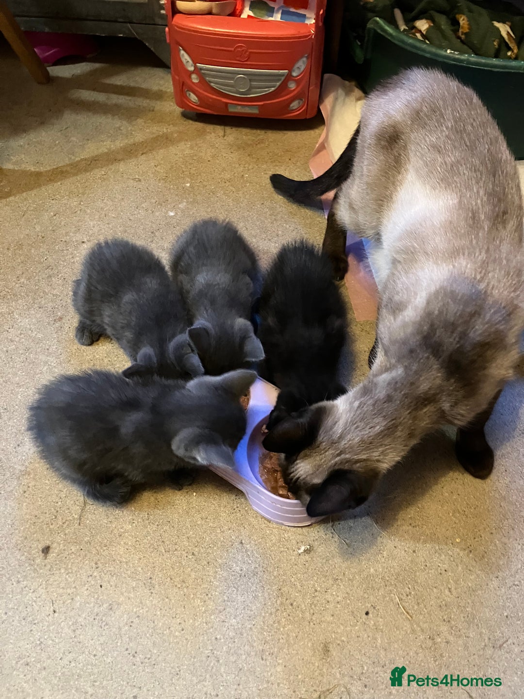 Domestic Shorthair cats for sale: Gorgeous blue short haired kittens  - Advert 10