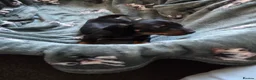 Miniature Dachshund dogs for sale: Beautiful Miniature dachshund pups  - Advert 7