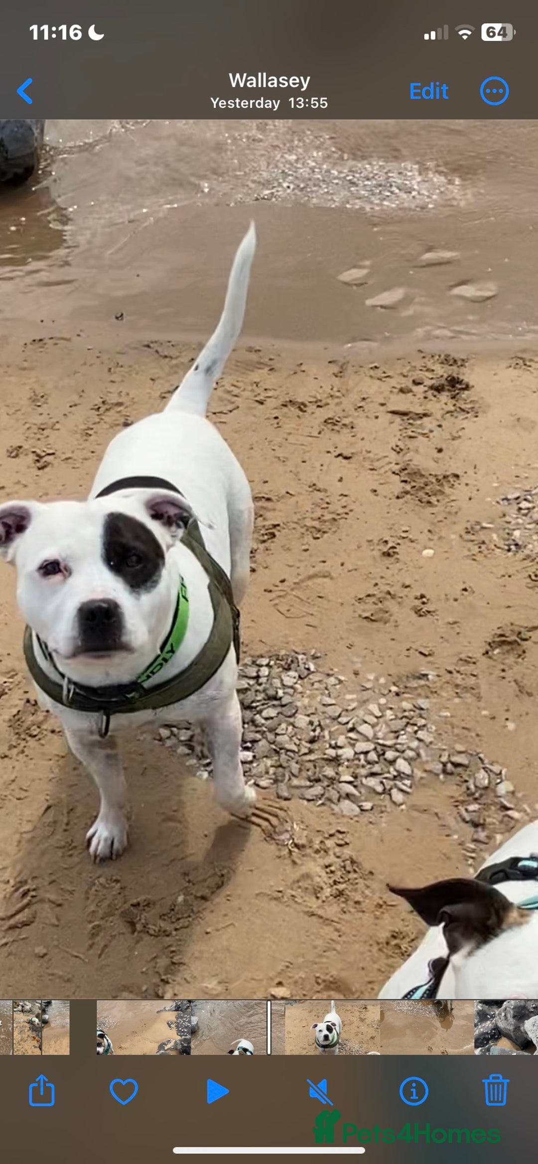Staffordshire Bull Terrier dogs for stud: White Male Staffy for Stud (Free) - Image 10