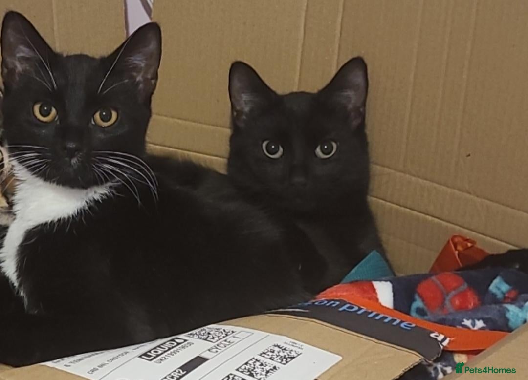 Domestic Shorthair cats Socks and Kleo - Advert 18
