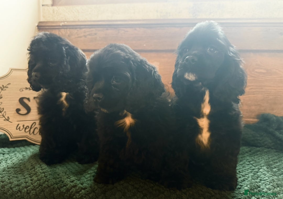 American Cocker Spaniel dogs for sale: Stunning KC American Cocker Spaniel  - Advert 2