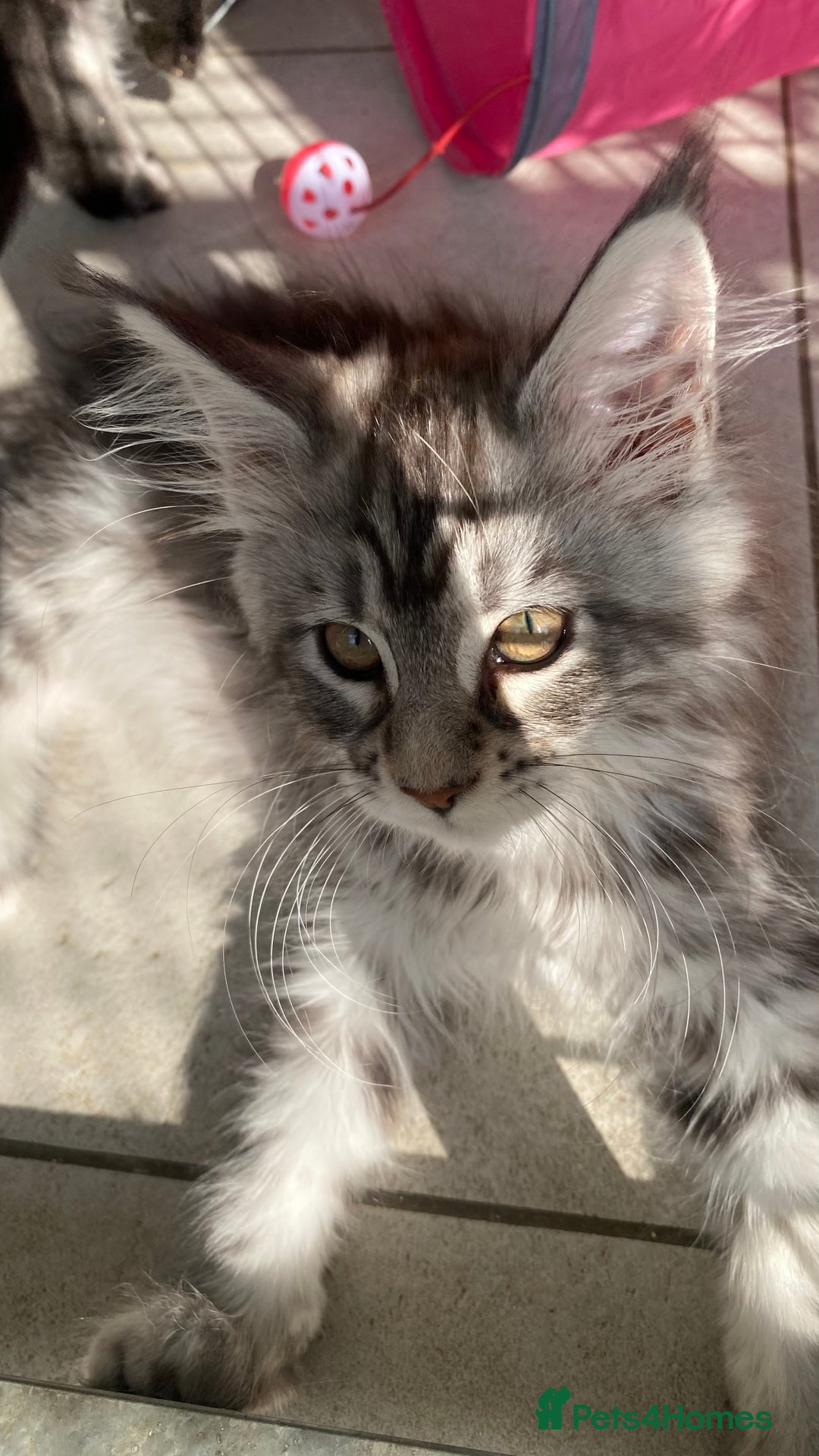 Maine Coon cats for sale: Pedigree registered Maine Coons - Image 6