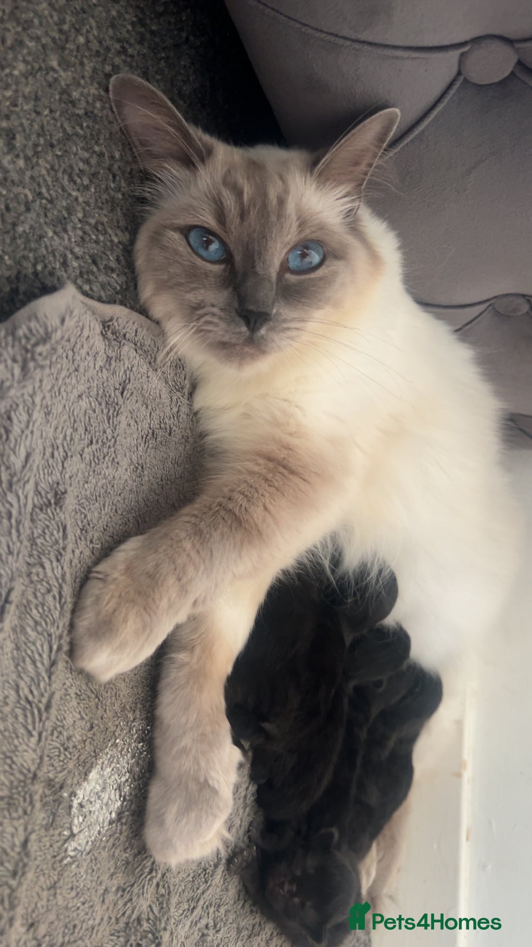 Ragdoll cats for sale: Ragdoll kittens  - Image 6