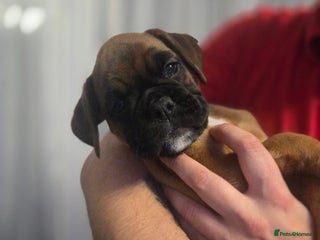 Boxer dogs 2 red girls looking for forever homes - Advert 3