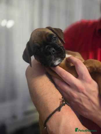 Boxer dogs 2 red girls looking for forever homes - Advert 8