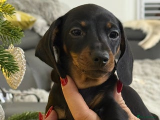 Miniature Dachshund dogs ✨ READY NOW KC MINIATURE DACHSHUND PRA CLEAR - Advert 10