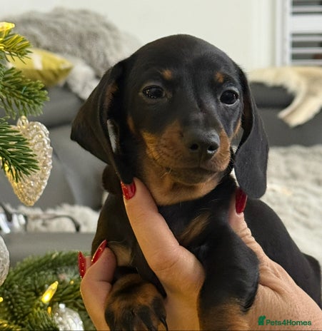 Miniature Dachshund dogs ✨ READY NOW KC MINIATURE DACHSHUND PRA CLEAR - Advert 8
