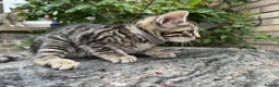 Bengal cats for sale: Bengal x Maine Coon Cross Kittens  - Advert 4