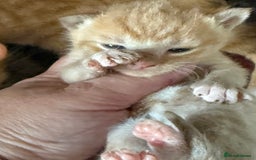 British Shorthair cats for sale: Very cute kittens ginger boy 2 x girls £50 - Image 3