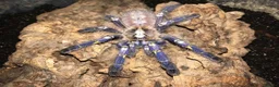 Mixed Breed invertebrates for sale: Various Invertebrates At Urban Exotics  - Advert 35