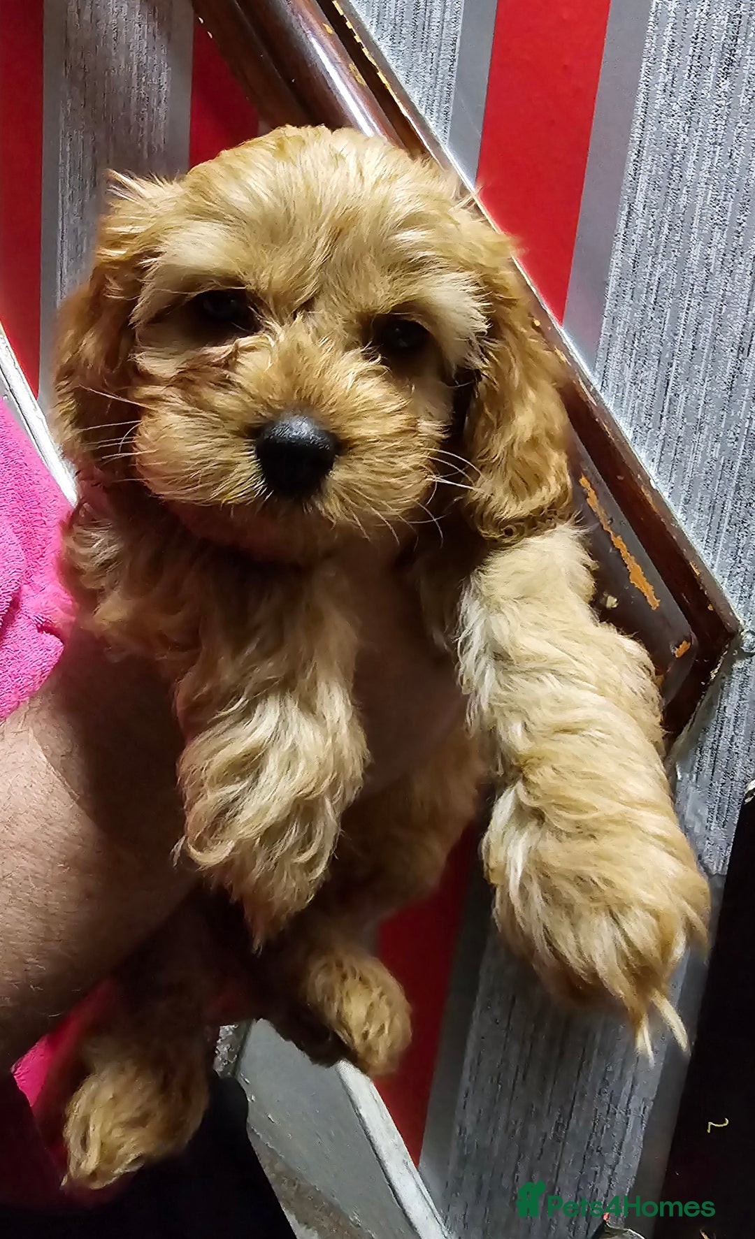 Cavapoo dogs for sale: For sale  - Advert 10
