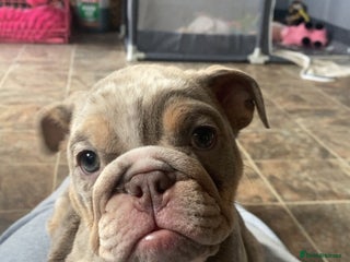 English Bulldog dogs ✨ lilac Tan & Merle Female bulldog. – Available ✨ - Advert 14