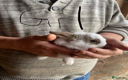 Mini Lop rabbits for sale: 3 beautiful girl baby bunnies  - Image 14