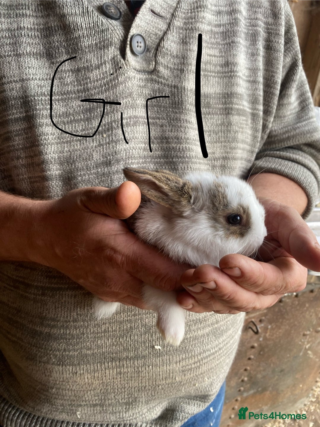 Mini Lop rabbits for sale: 3 beautiful girl baby bunnies  - Image 14