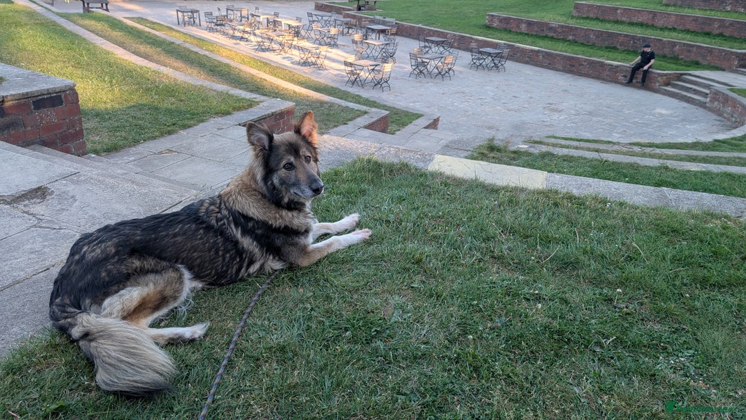 Mixed Breed dogs for sale: Shollie Pups Mid Feb! (German ShepxBorder Collie) - Advert 3