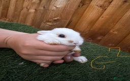 Mixed Breed rabbits for sale: Baby bunny’s - Image 5