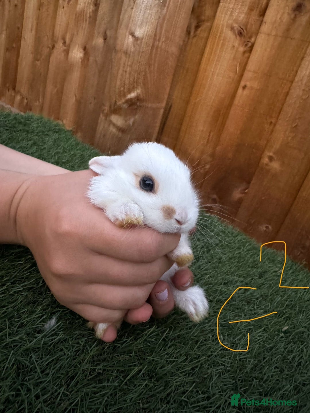 Mixed Breed rabbits for sale: Baby bunny’s - Image 5