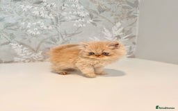 Persian cats for sale: Persian kittens 2 gorgeous boys  - Image 18