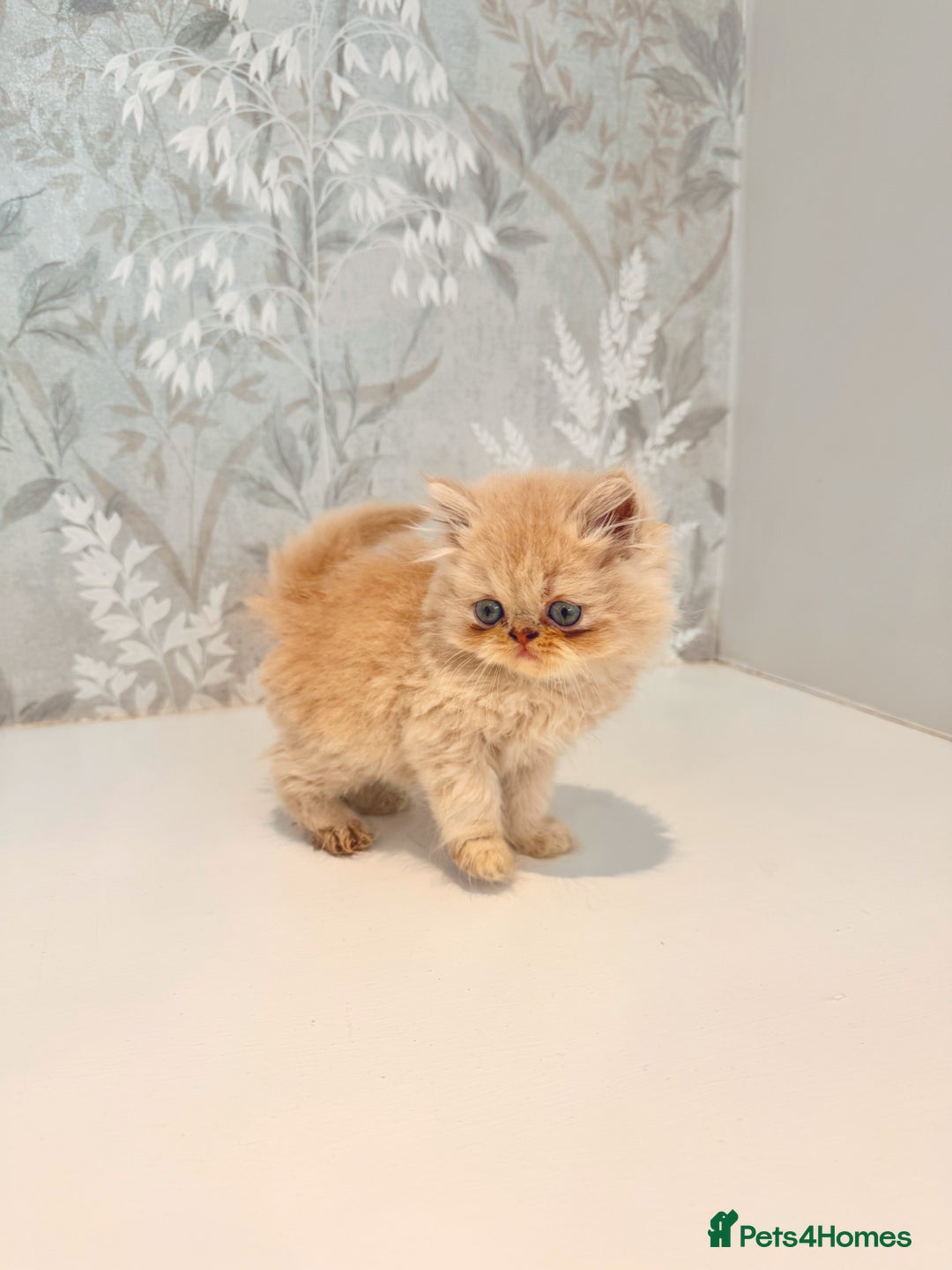 Persian cats for sale: Persian kittens 2 gorgeous boys  - Image 18