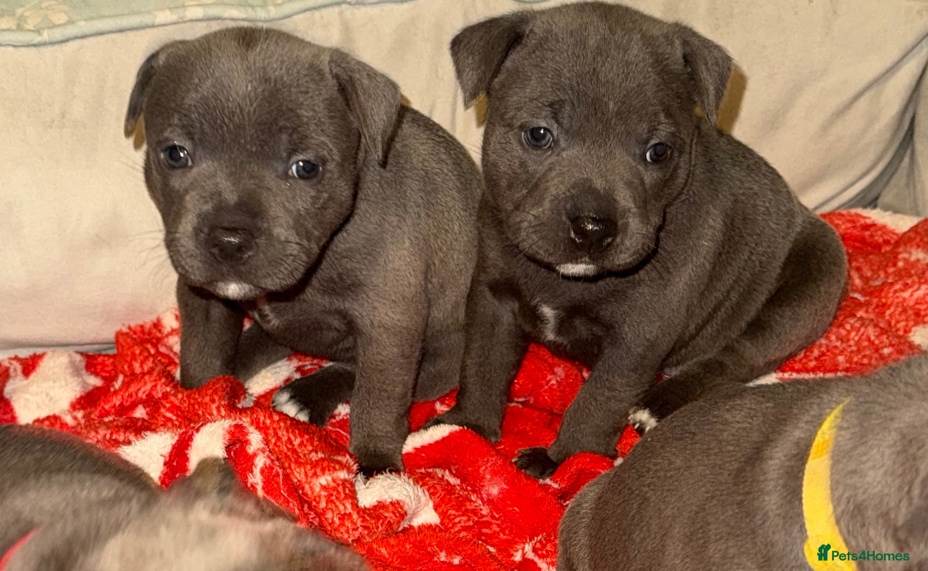 Staffordshire Bull Terrier dogs Exceptional blue staffies - Advert 19