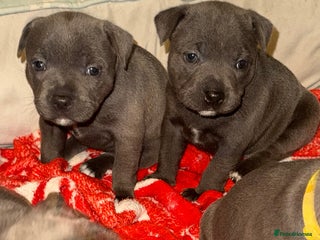 Staffordshire Bull Terrier dogs Exceptional blue staffies - Advert 19