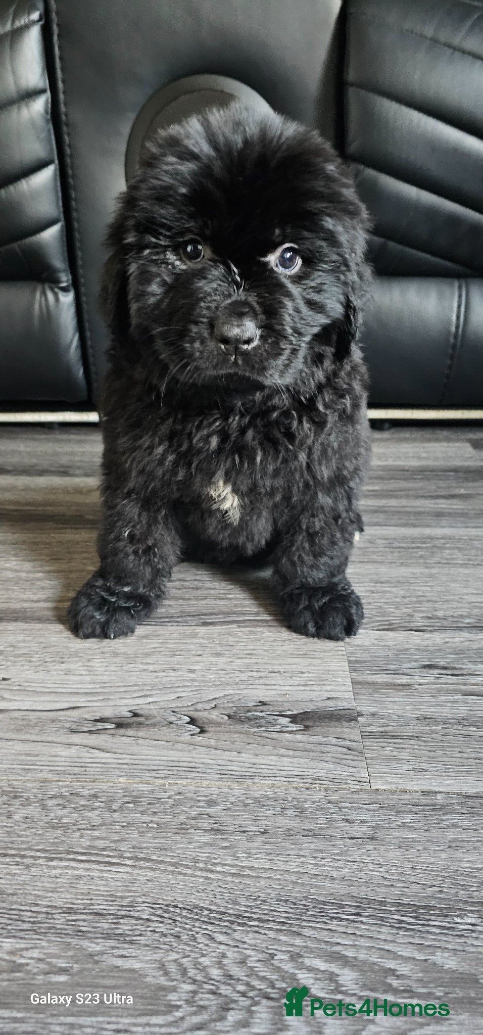 Newfoundland dogs Newfoundland pups for sale - Advert 14