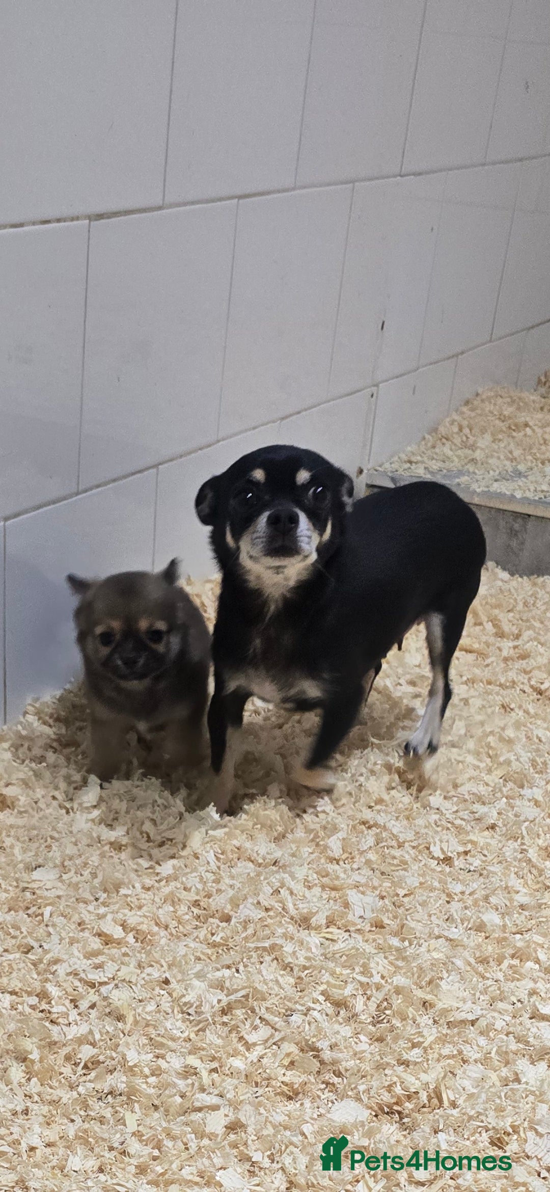 Chihuahua dogs for sale: Teacup Chihuahua looking for its forever home. - Image 5