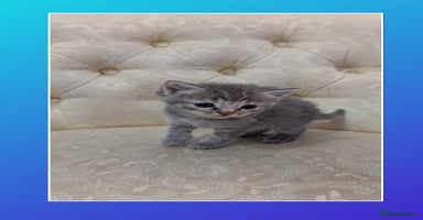 Mixed Breed cats - Advert 15