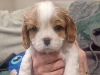 Cavalier King Charles Spaniel dogs 1 blenheim boy available from a litter of 3 - Advert 11
