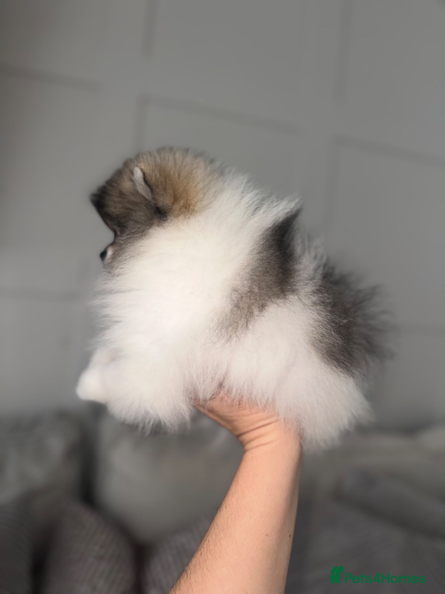 Pomeranian dogs for sale: Double coated true to type Pomeranians  - Advert 1