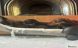 Dachshund dogs for sale: 🐾 Beautiful Dachshund Puppies - Image 3