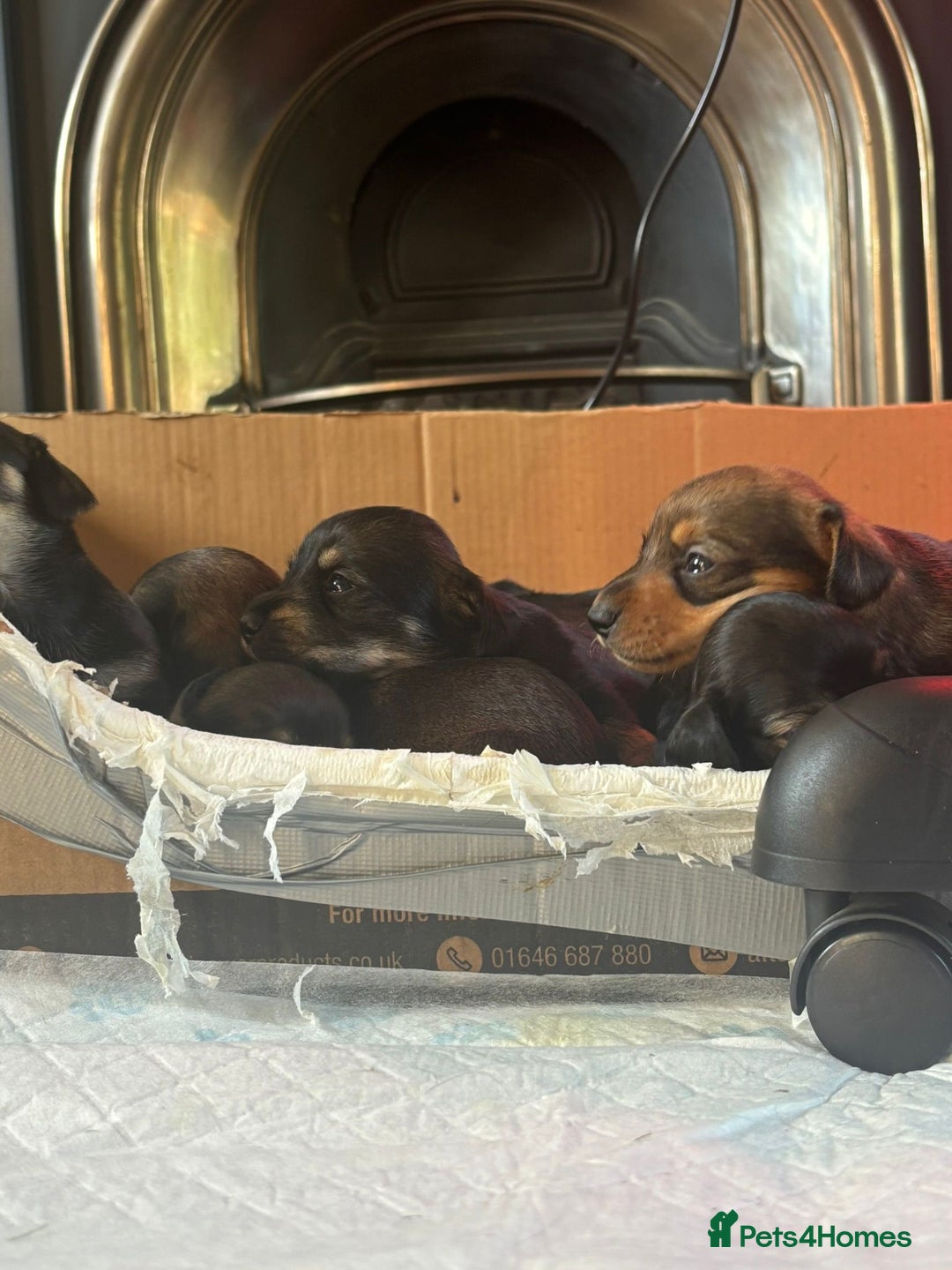 Dachshund dogs for sale: 🐾 Beautiful Dachshund Puppies - Image 3