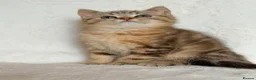 British Shorthair cats for sale: GCCF, BSH kittens from health tested parents  - Advert 33