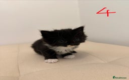 British Longhair cats for sale: 4 Beautiful Kittens  - Image 11