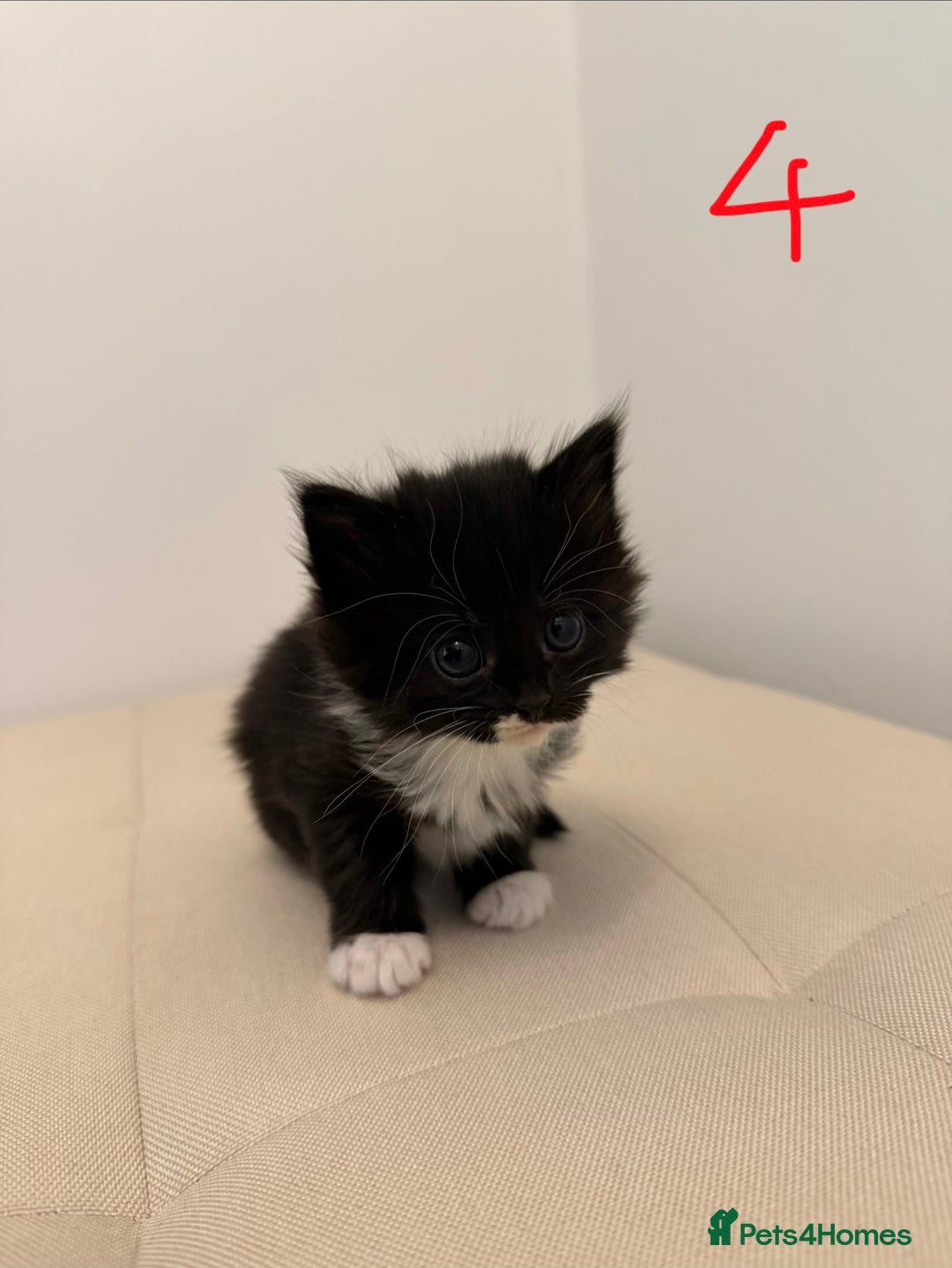 British Longhair cats for sale: 4 Beautiful Kittens  - Image 11