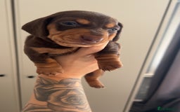 Miniature Dachshund dogs for sale: Miniature dashaund puppies only ONE BOY available  - Image 6
