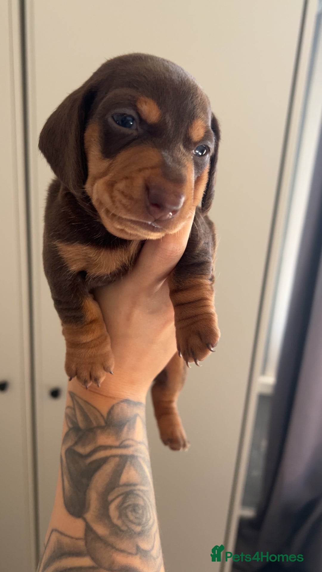 Miniature Dachshund dogs for sale: Miniature dashaund puppies only ONE BOY available  - Image 6