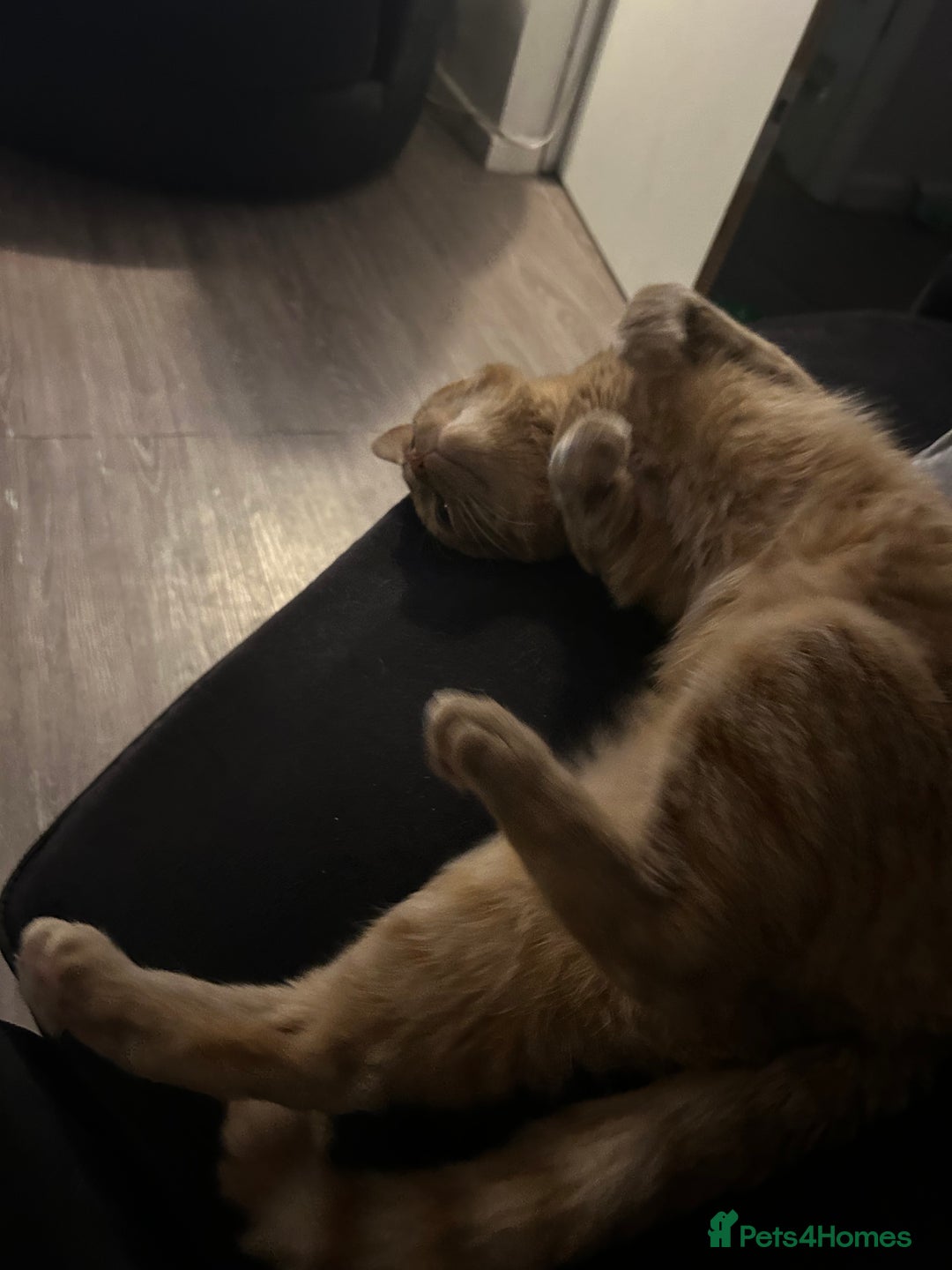 Bengal cats for sale: 2 year old Male adorable fur baby baby  - Image 5