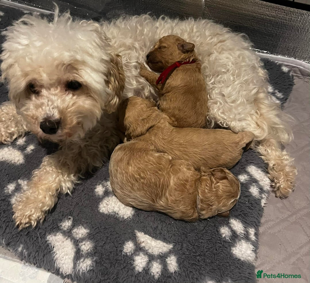 Maltipoo dogs for sale: Beautiful Maltipoo Puppies for Sale – 3 Boys - Advert 17