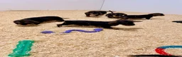 Dachshund dogs for sale: Wire Haired Dachshund Puppies - Advert 15