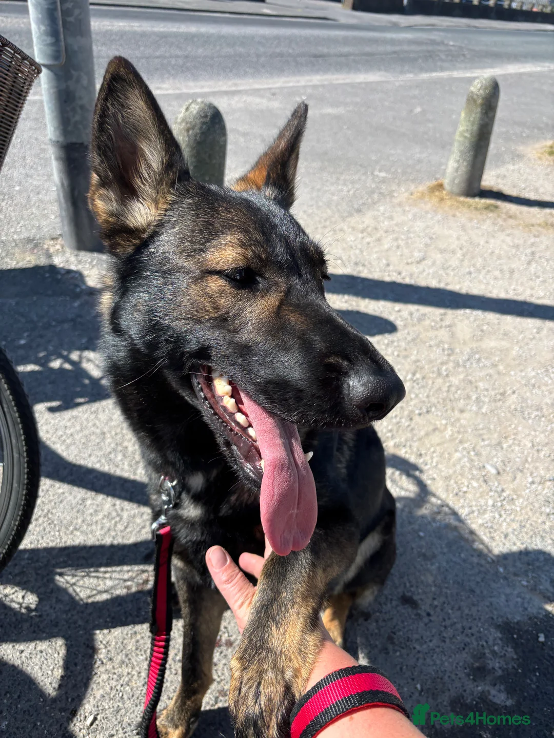 German Shepherd dogs for sale: German Shepherd  in Fleetwood - Advert 6