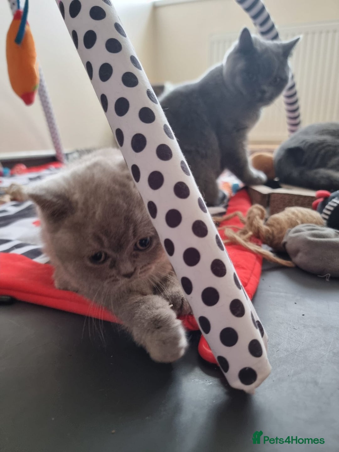British Shorthair cats for sale: Lilac Blue Female British Shorthair GCCF Pedigree - Advert 2