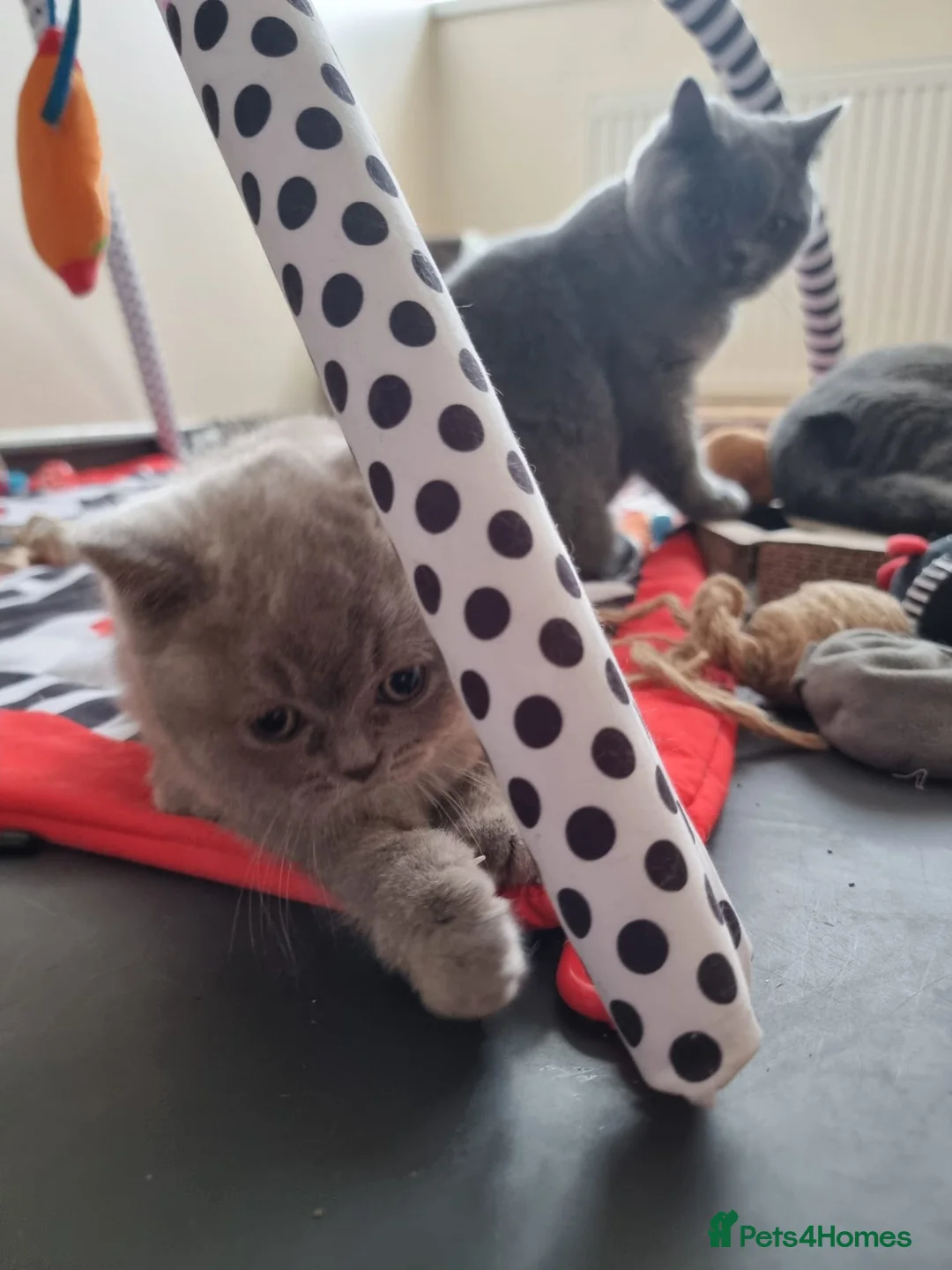 British Shorthair cats for sale: Lilac Blue Female British Shorthair GCCF Pedigree - Advert 2