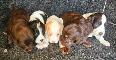 Cockapoo dogs - Advert 13