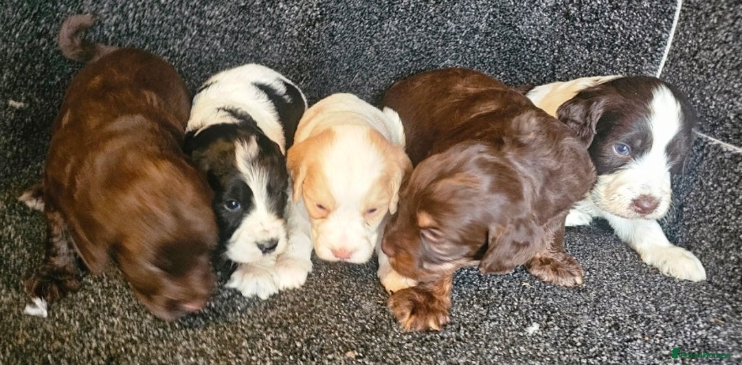 Cockapoo dogs for sale: Cockerpoo puppies F1  - Image 3