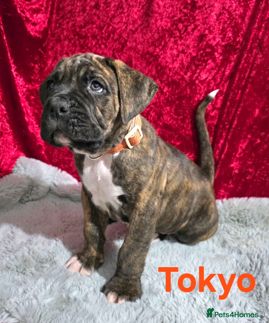 Boxer dogs for sale: Very unusual & Rare Boxer cross - Advert 11