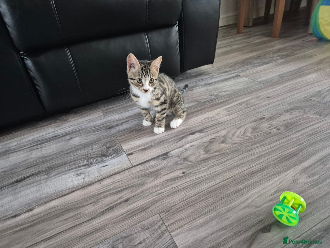 Bengal cats for sale: URGENR KITTEN FOR SALE - Image 3